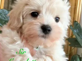 Maltipoo Hvalpe leder efter en ny Sofa 