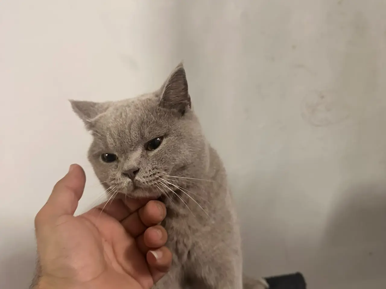 Billede 7 - British Shorthair hankat med stamtavle
