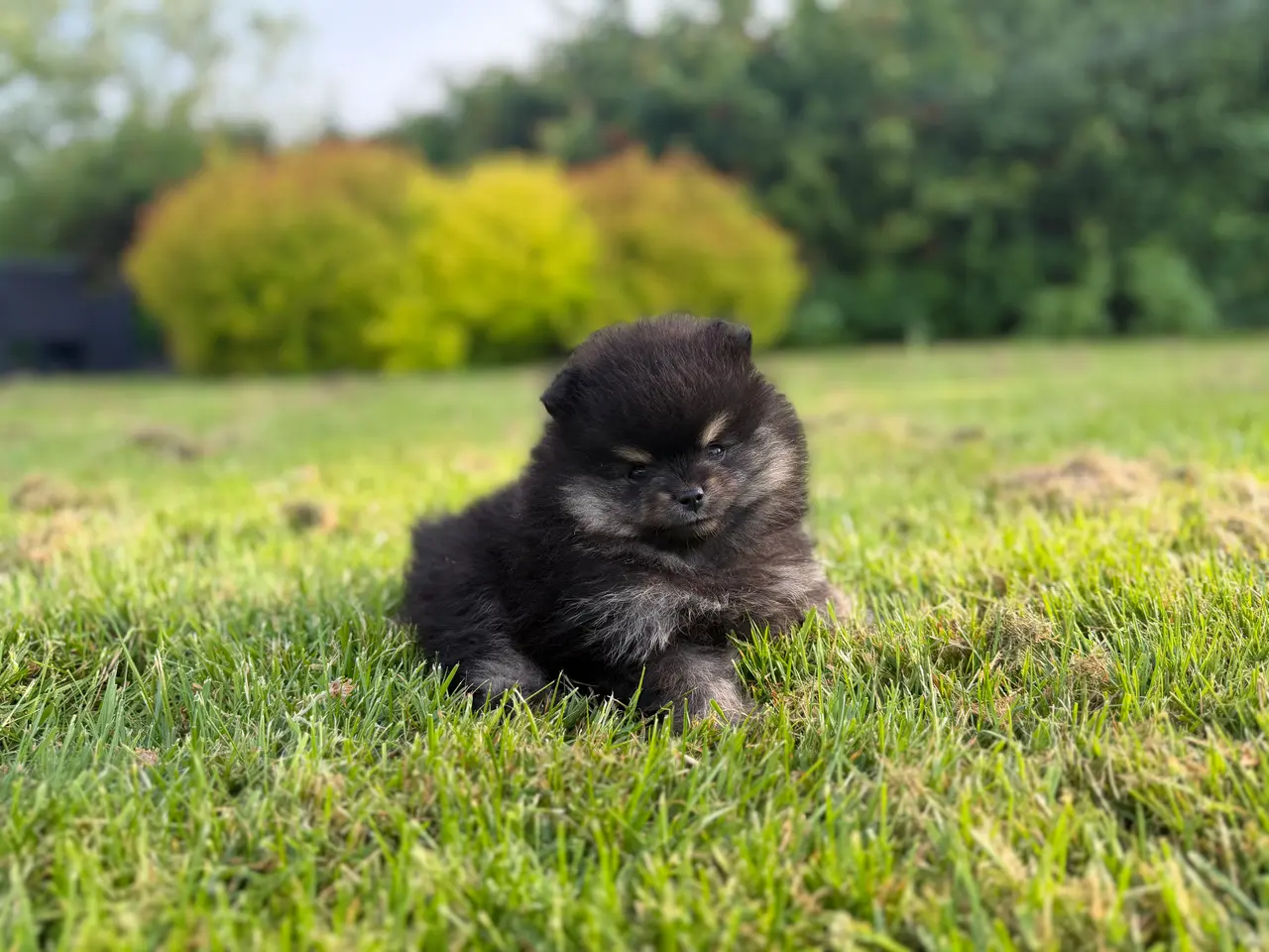 Billede 3 - Skønneste lille Pomeranian 