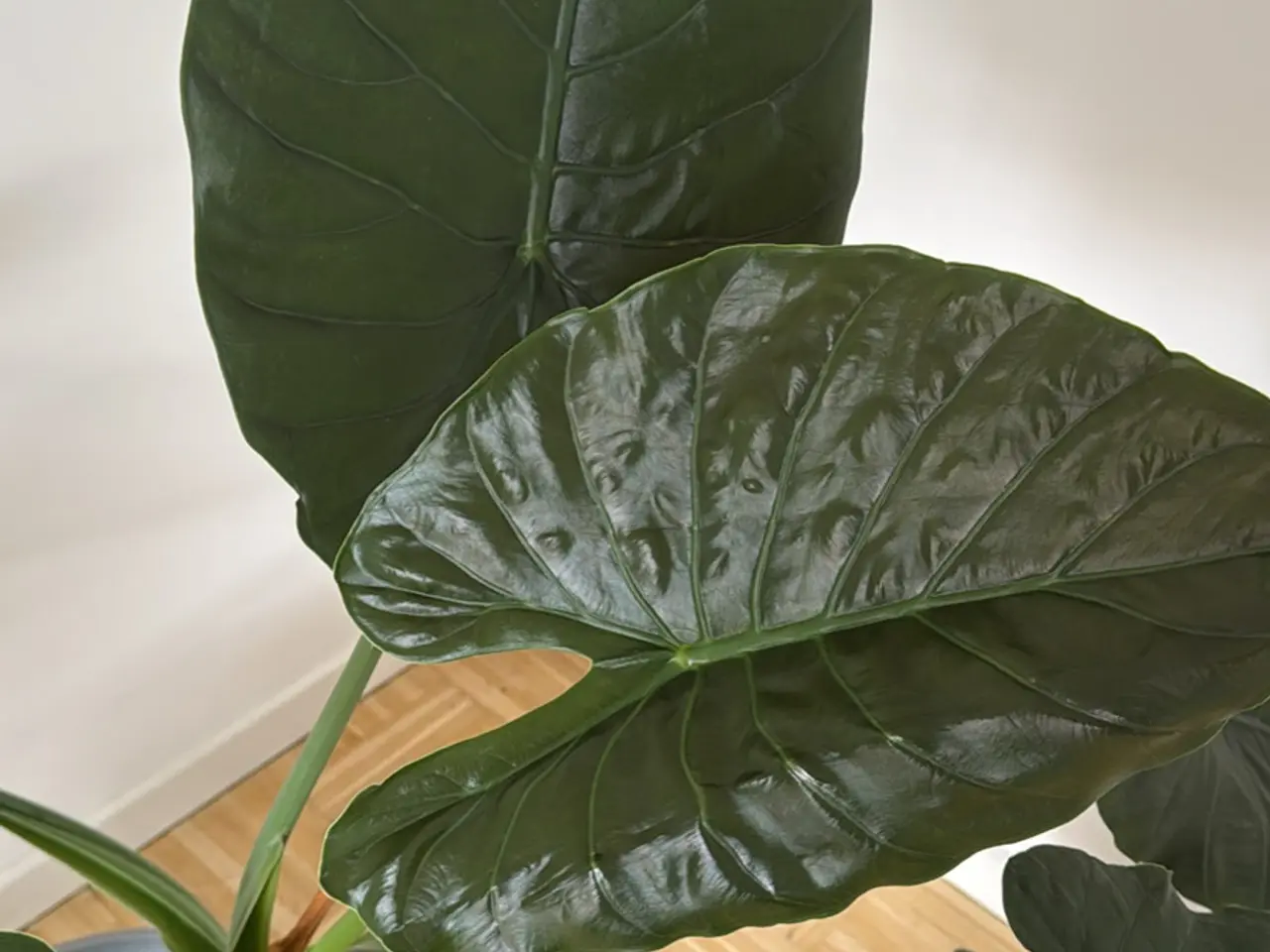 Billede 3 - Stor flot stueplante (Alocasia ‘Wentii)