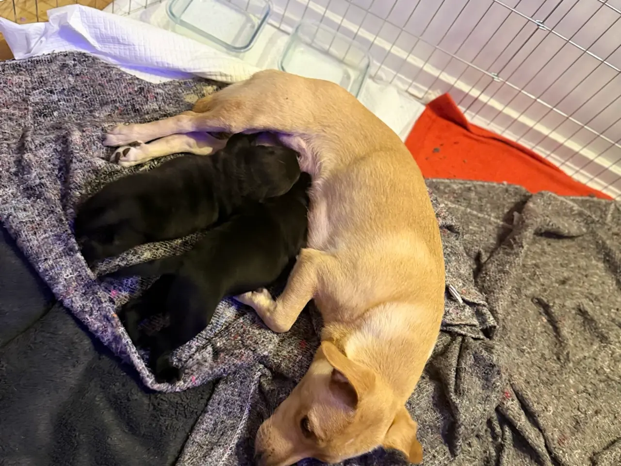 Billede 3 - 🐶 2 skønne hanhvalpe søger deres nye familier ❤️