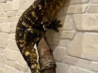 Kæmpe gekko/ Leachianus moro