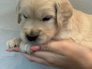 Golden retriever