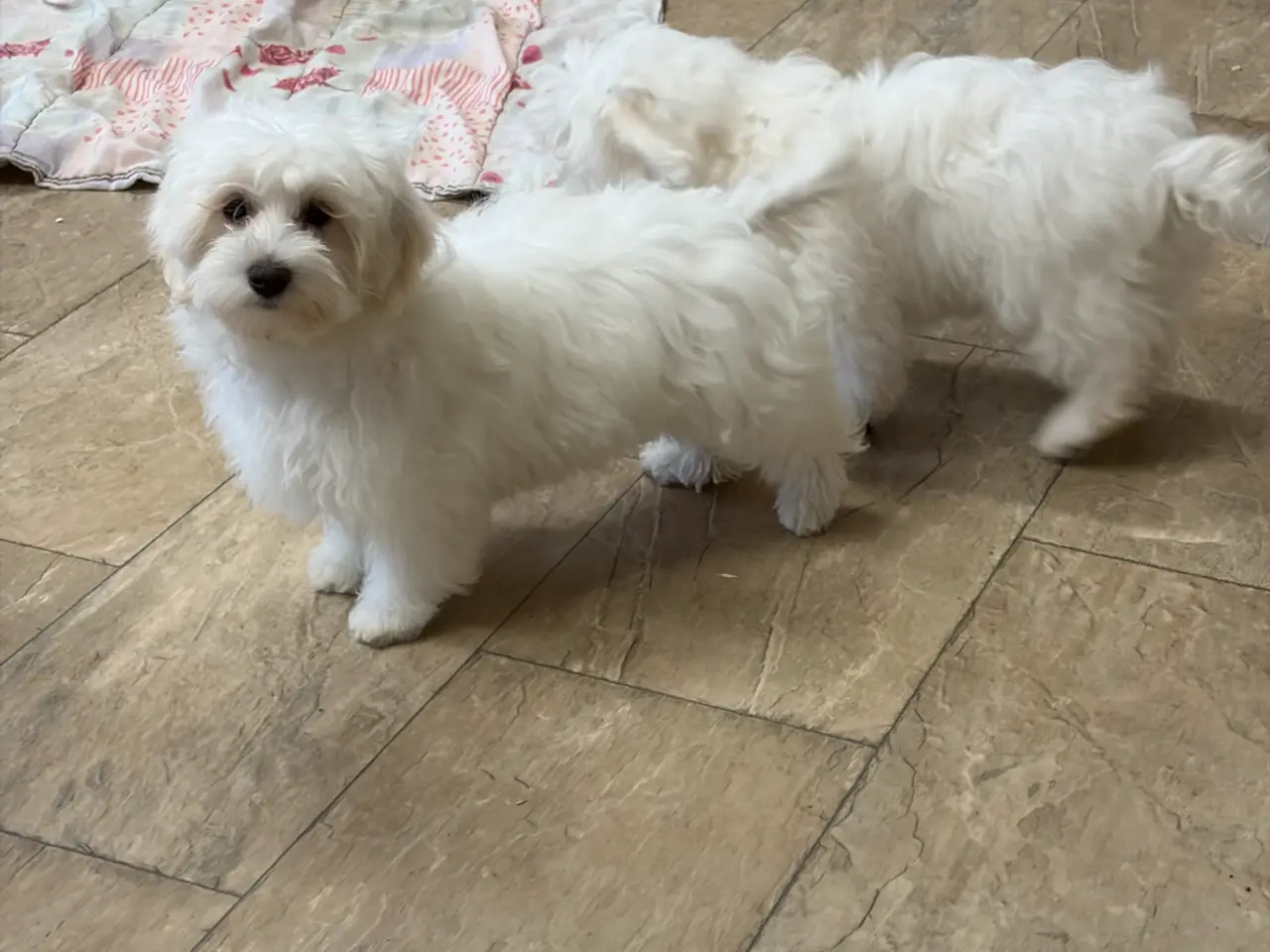 Billede 18 - 1 Maltipoo pige er rejse klar nu !