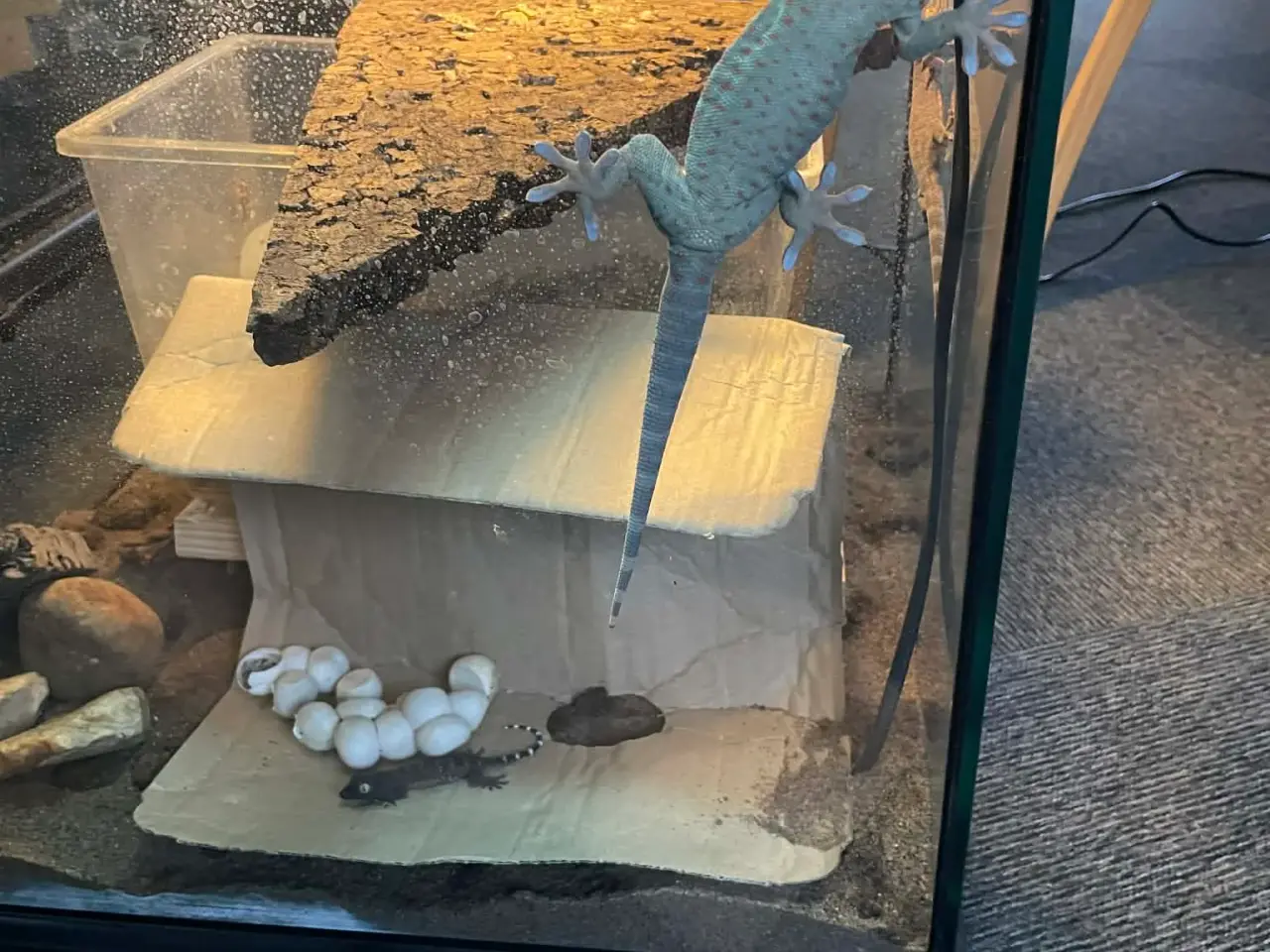 Billede 1 - Gekko unger af Tokay gekko 