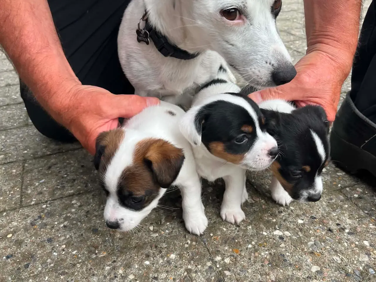 Billede 1 - Jack Russel Terrier Hvalpe