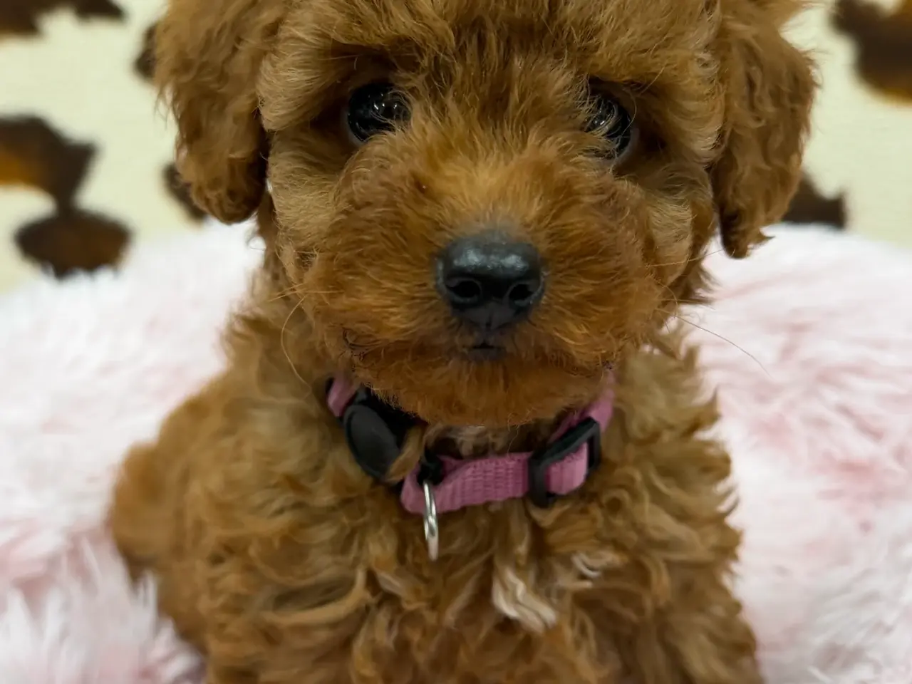 Billede 8 - Skønne mini Maltipoo hvalpe