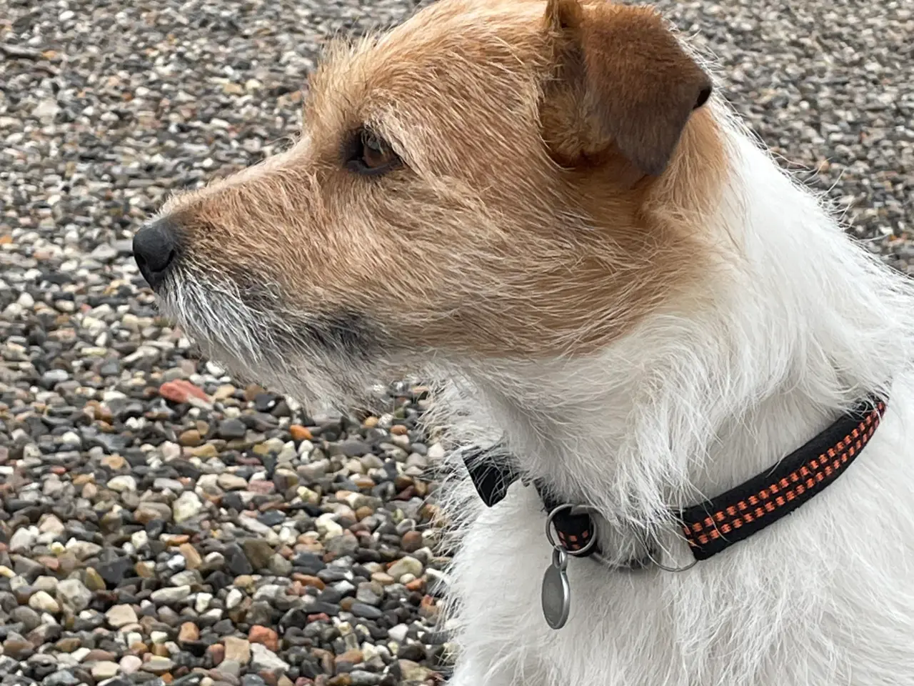 Billede 3 - Jack Russel Parring