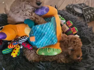 Ægte Toy/dværg puddel 5 uger