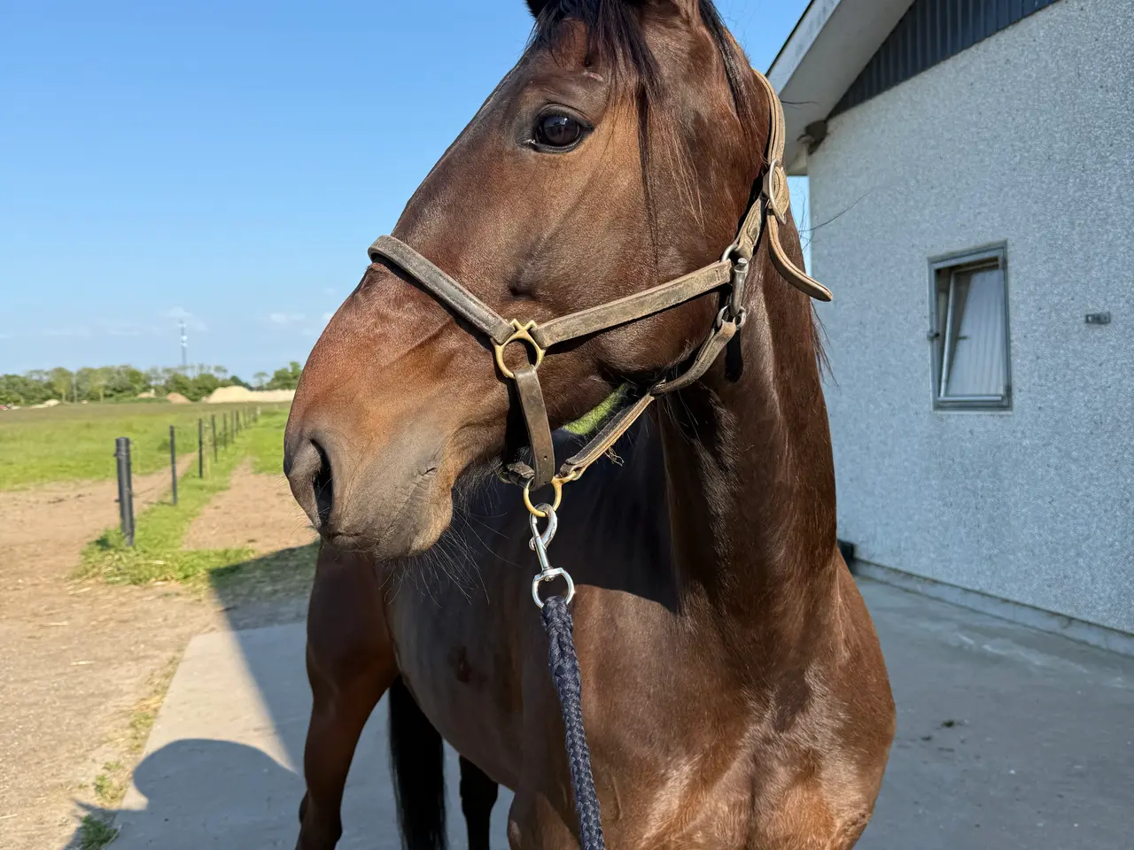 Billede 2 - Super allround hest
