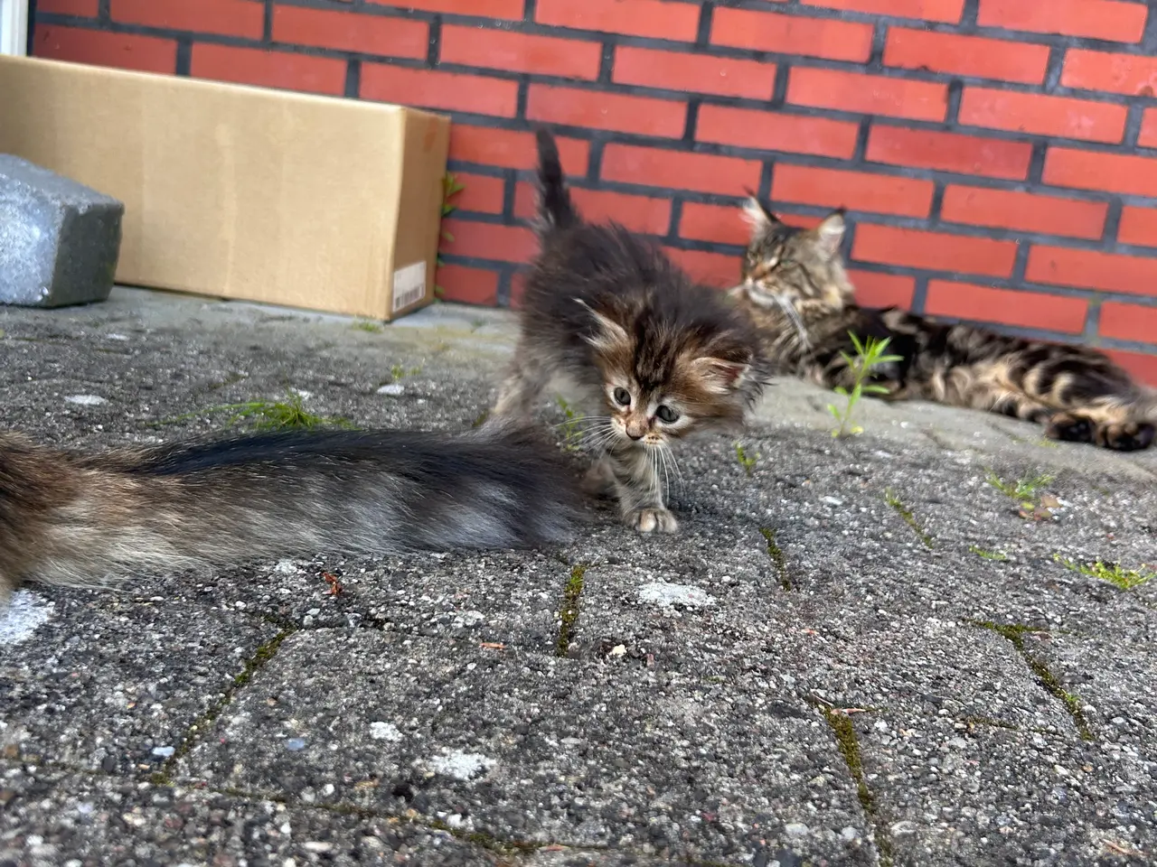 Billede 2 - Maine Coon blandings killinger
