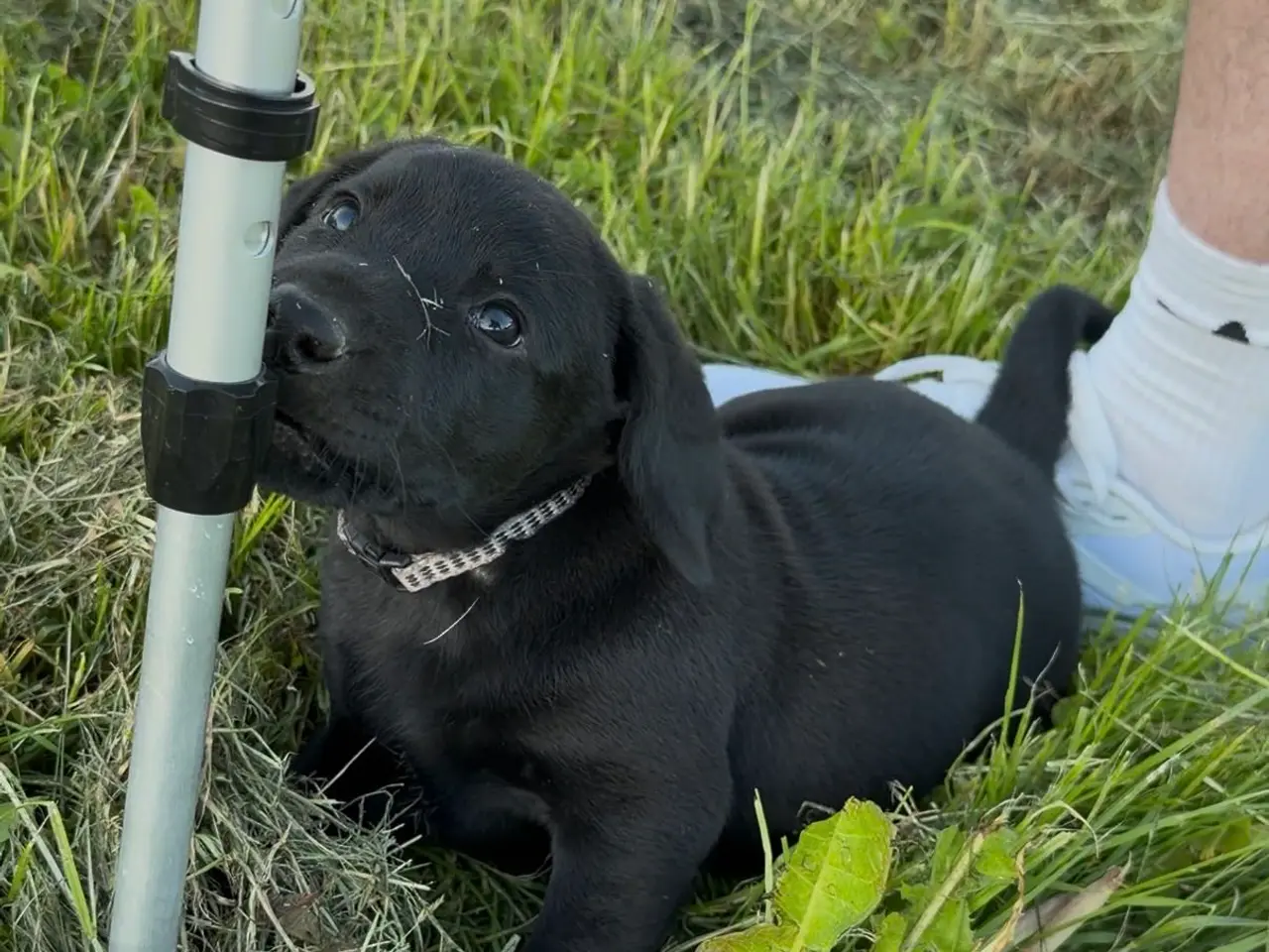 Billede 2 - Labrador hvalpe søger nye familier 🖤