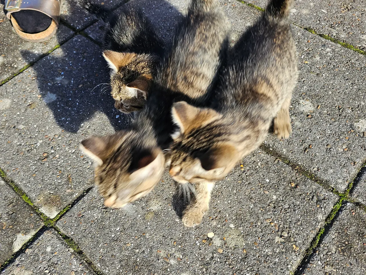 Billede 3 - Kattekillinger.