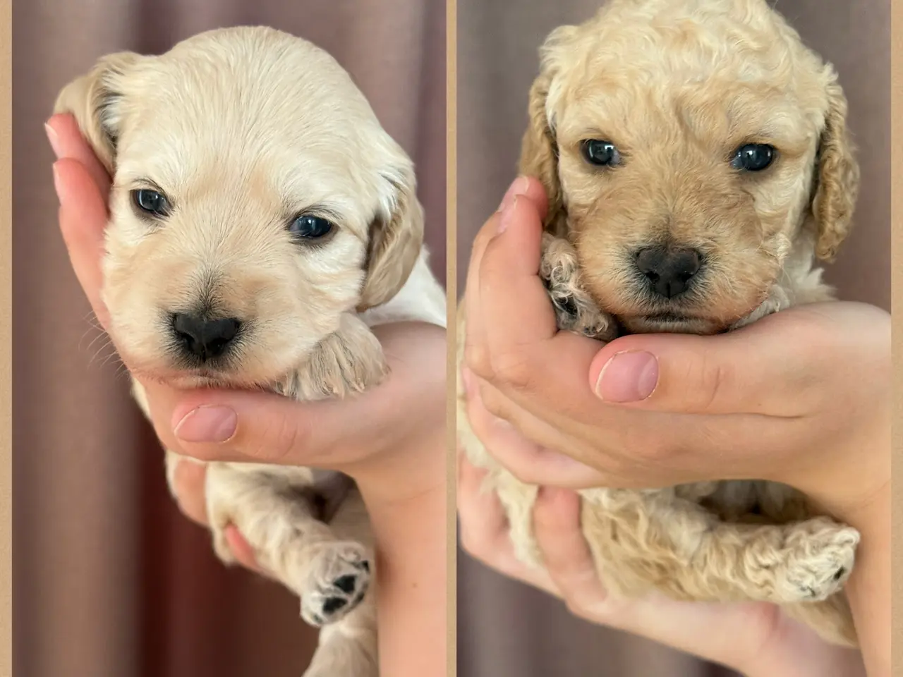 Billede 1 - Lækre Doodlehvalpe sælges 2 stk tilbage🐾🐾