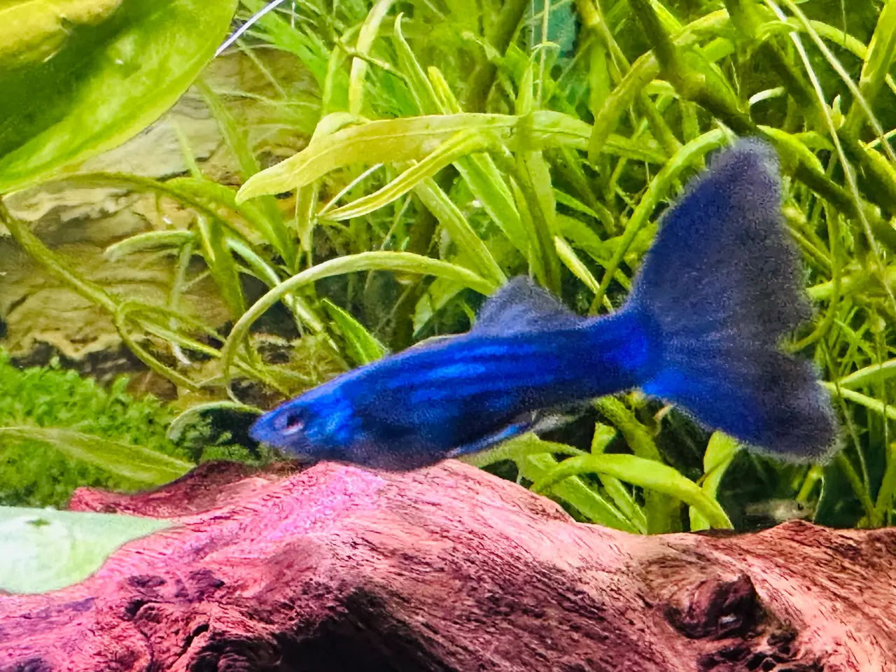 Billede 7 - Renstammede guppyer mange forskellige stammer