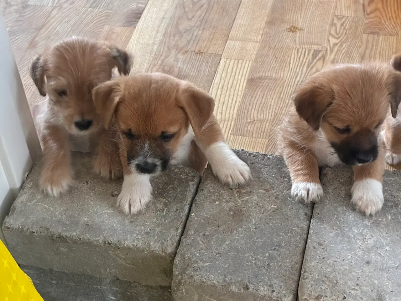 Billede 1 - Jack Russel/bomulds hunde