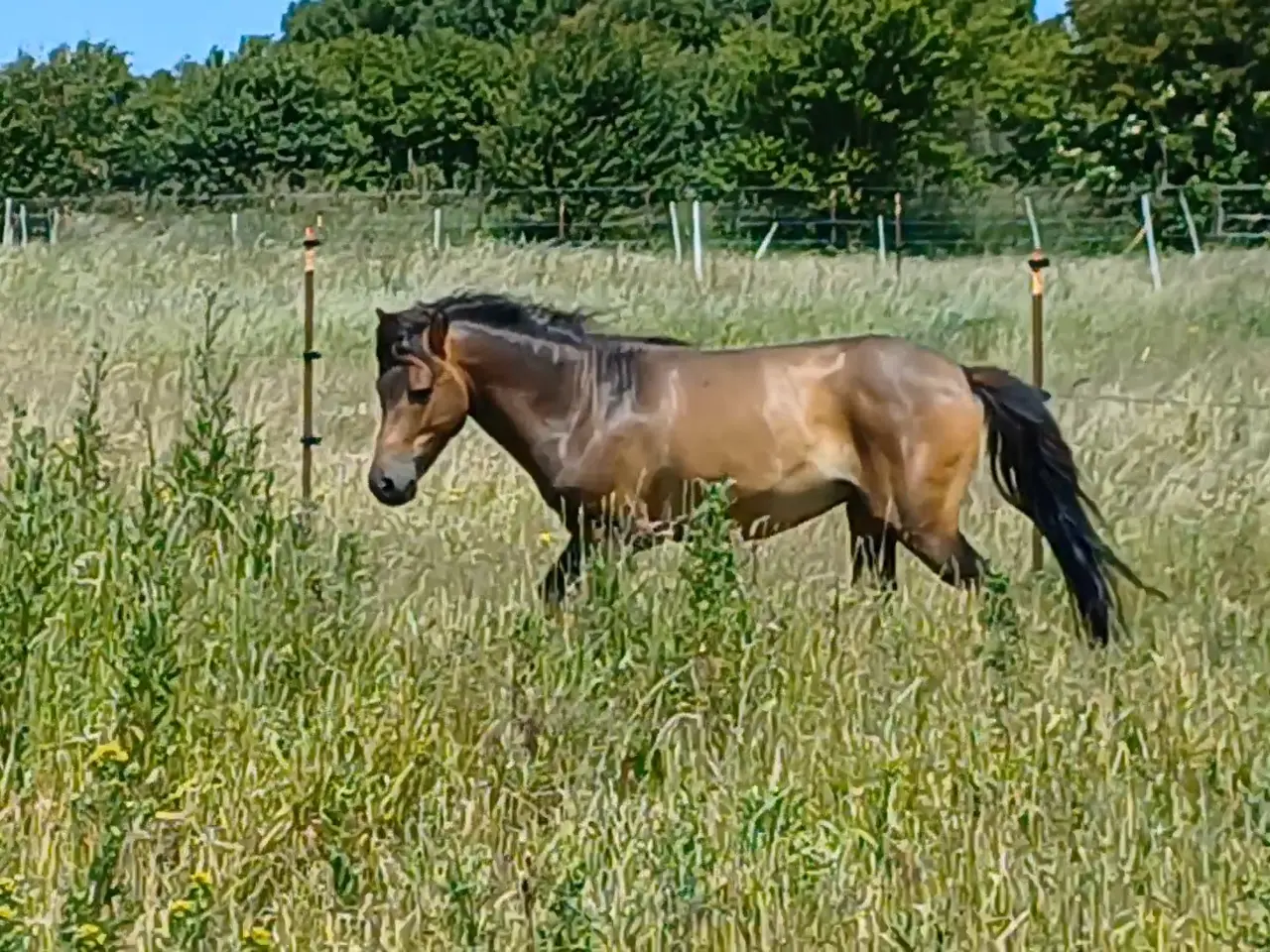 Billede 5 - dejlig pony vallak til salg