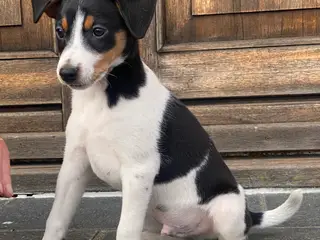 Dansk-svensk gårdhund hvalper