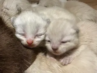 Ragdoll killinger, familieopdrættede, klar i juli