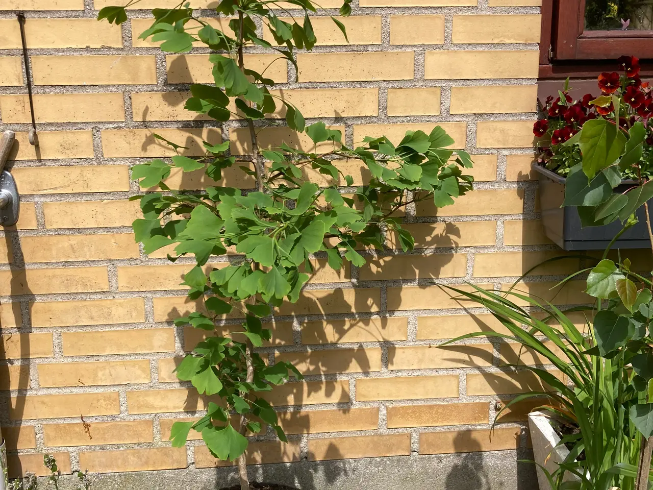 Billede 4 - Tempeltræ Ginko Biloba