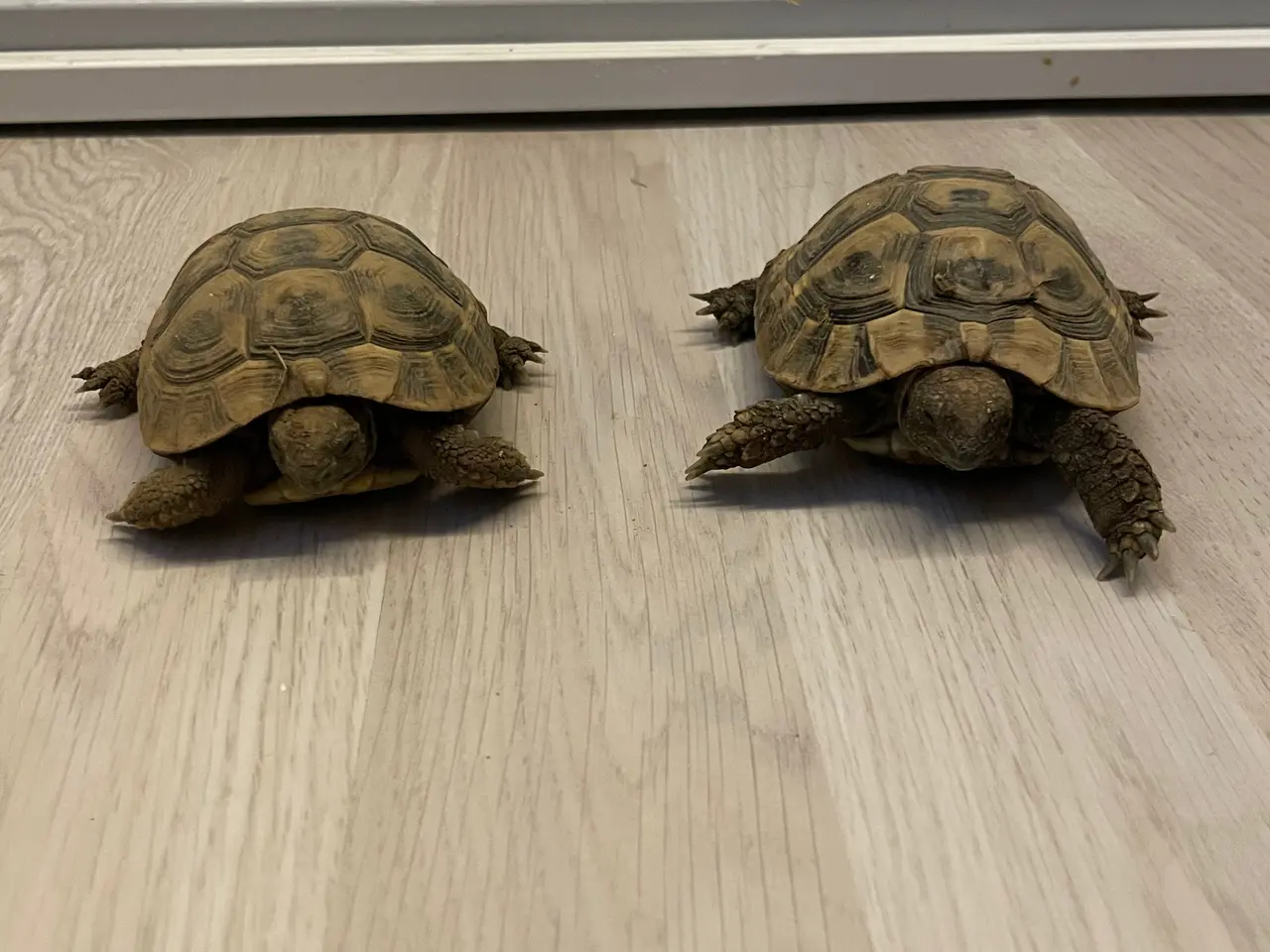 Billede 1 - 2 stk. Græske landskildpadder