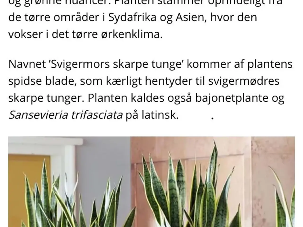 Billede 2 - Svigermors skarpe tunge