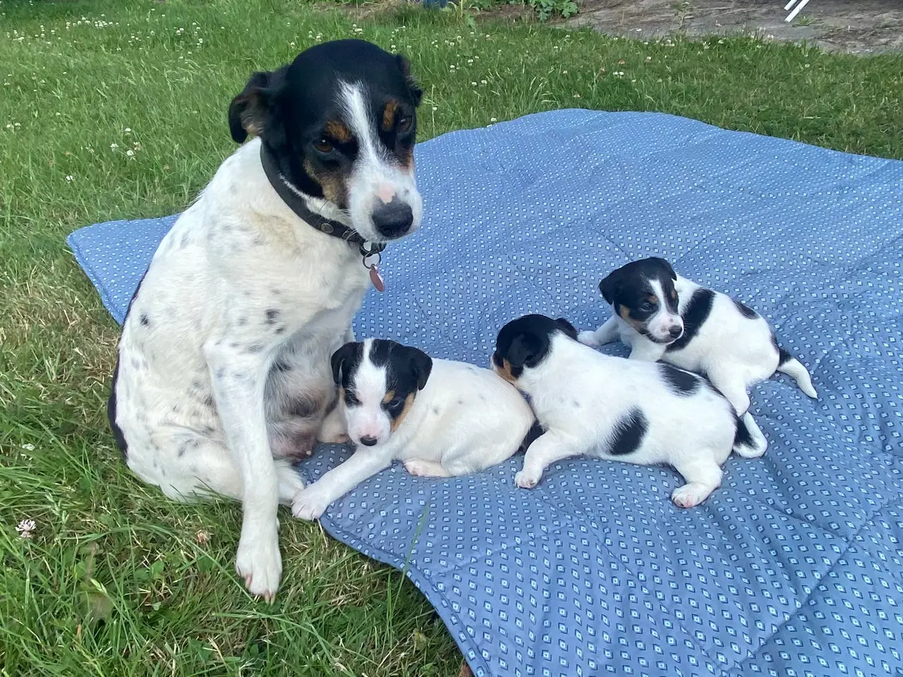 Billede 5 - Dansk-svensk gårdhund hvalper