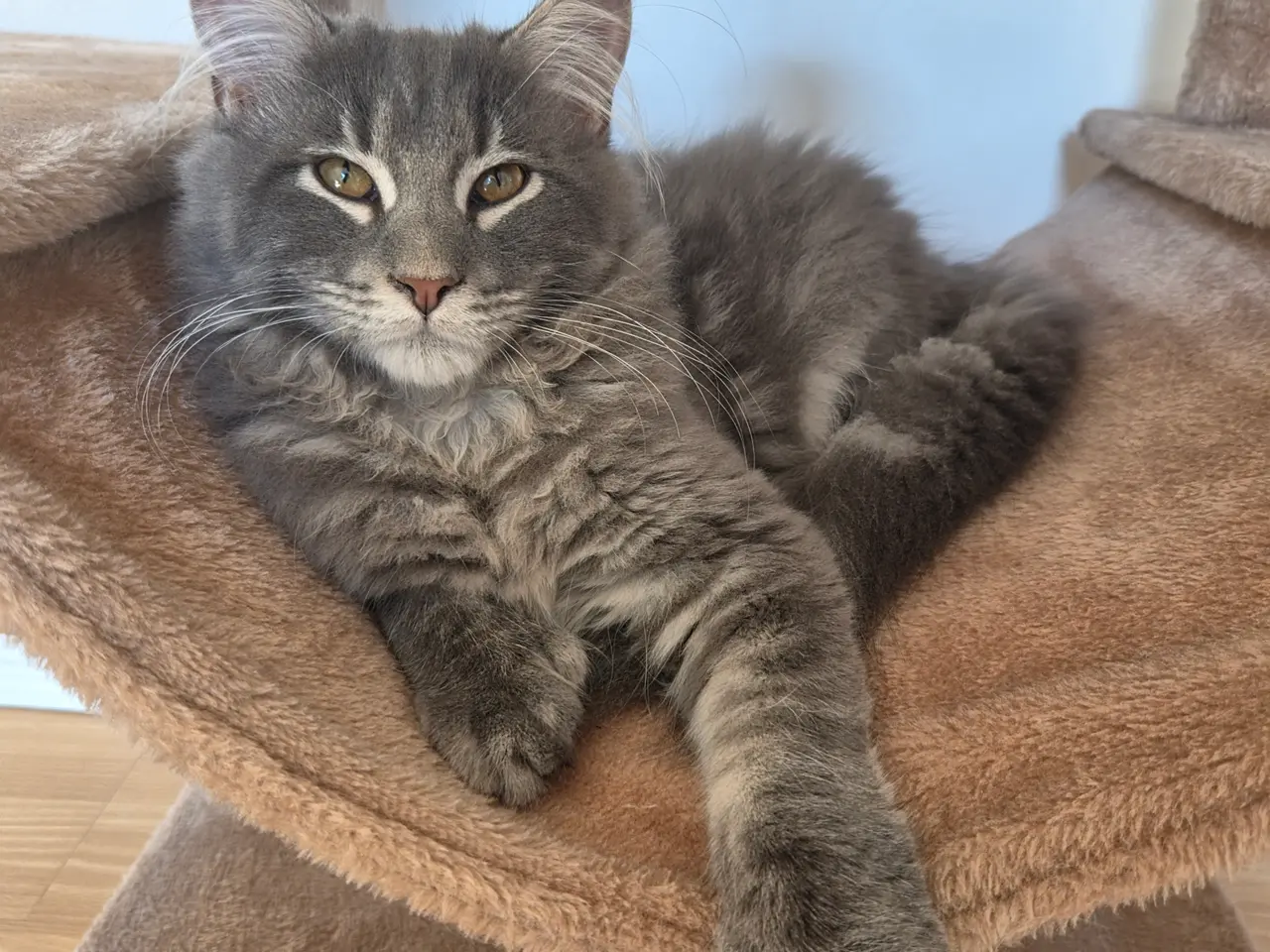 Billede 2 - Polydaktyl maine coon killing