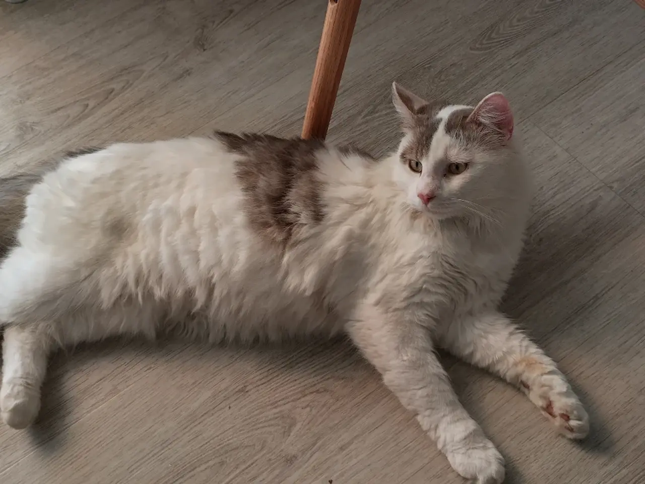 Billede 1 - Sød og kælen Main Coon blanding