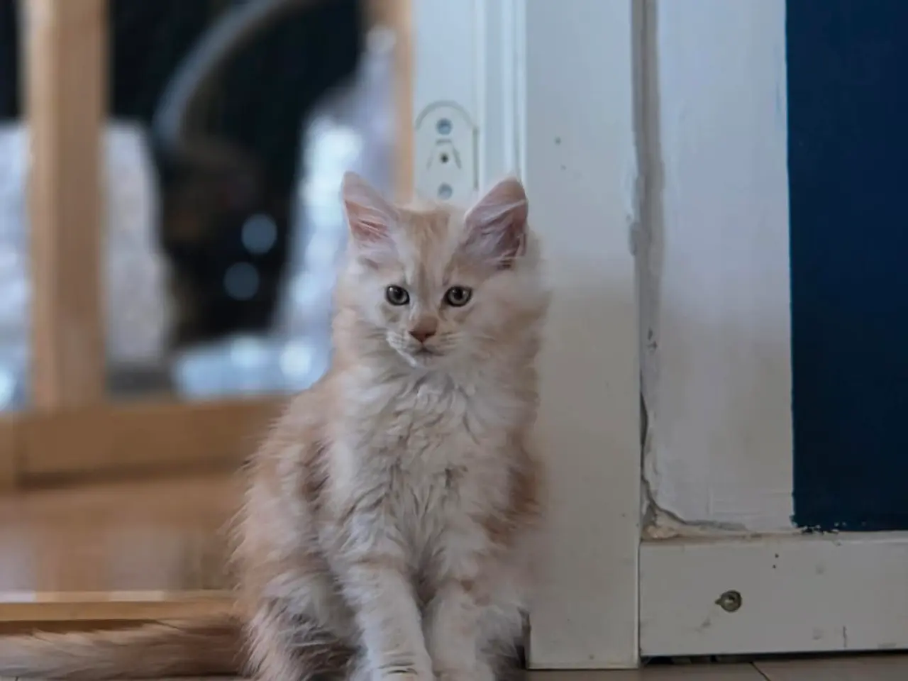 Billede 3 - Maine coon - Pige