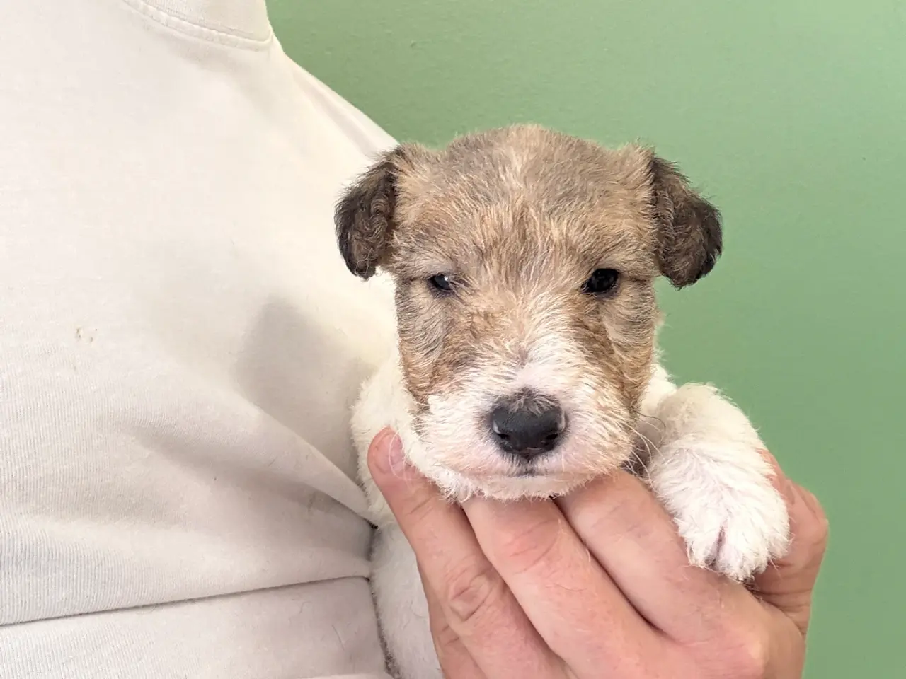 Billede 4 - Ruhåret Fox Terrier Hvalpe