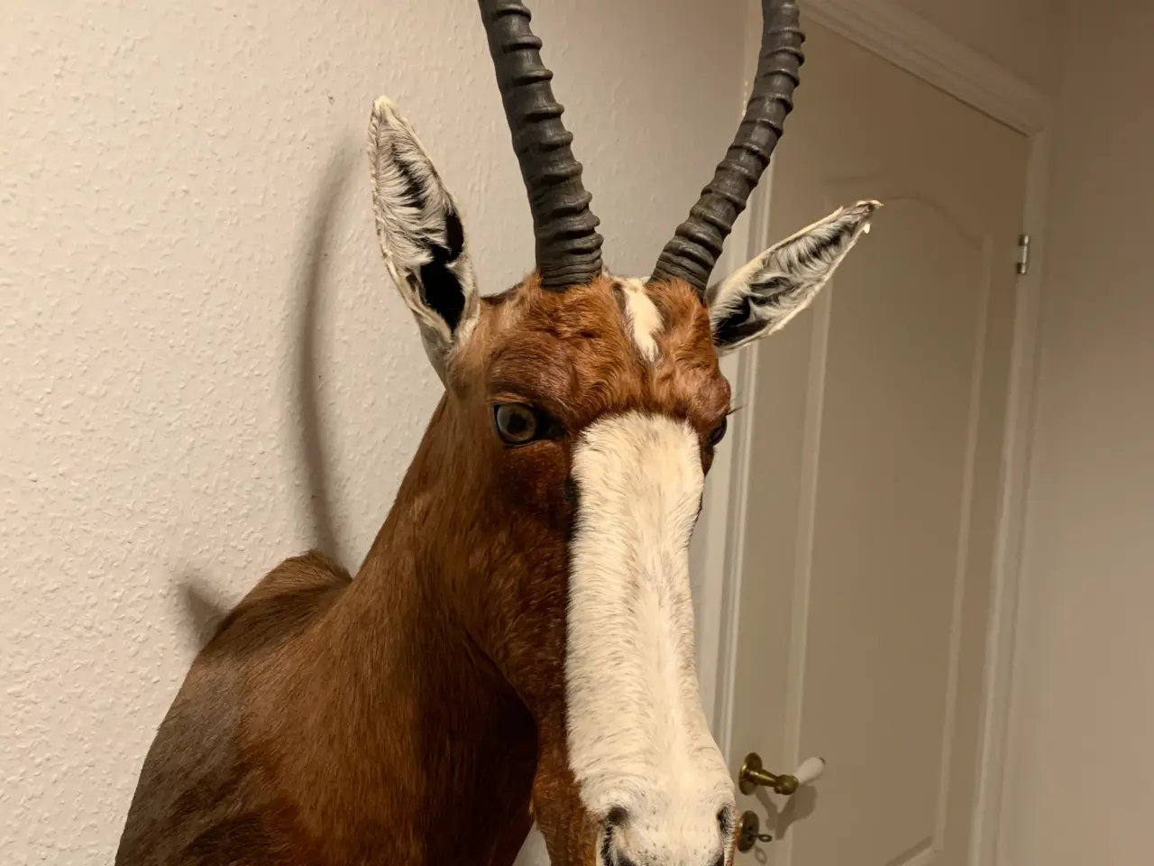 Billede 1 - Udstoppet Brun Blesbuck