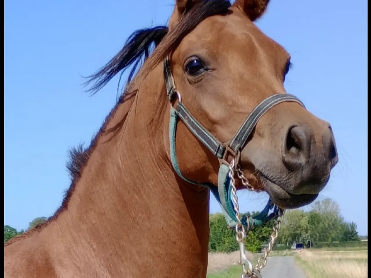 Billede 5 - Sød, avlskåret OX araber hoppe