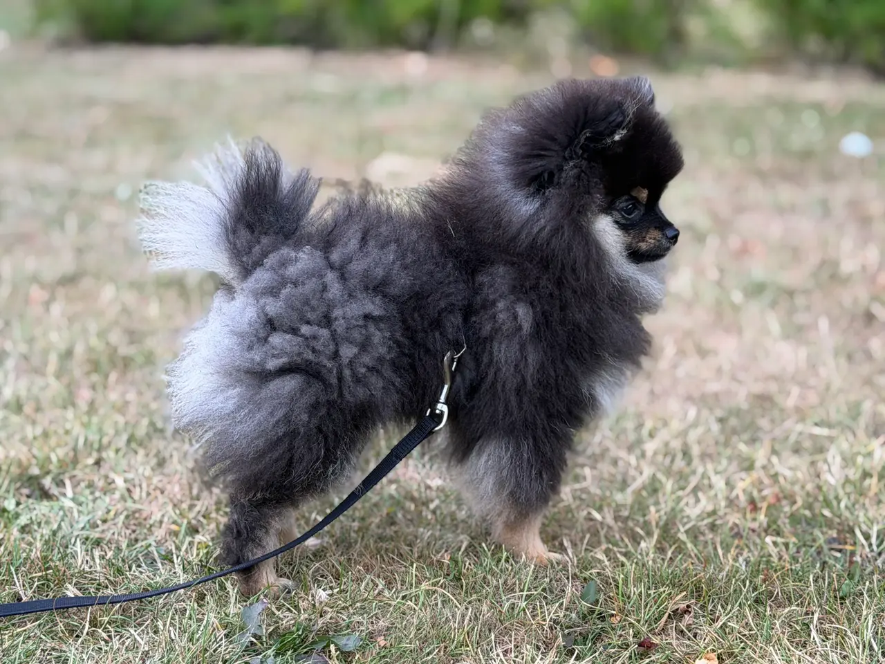 Billede 2 - Skønneste lille Pomeranian han