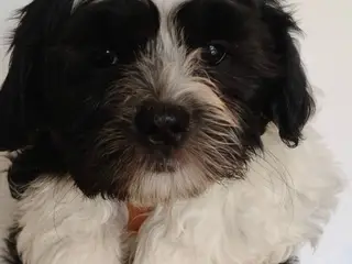 Shih Tzu / blanding Malteser