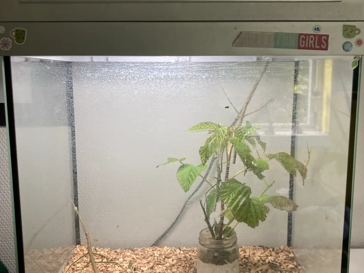 Billede 2 - Vandrendepinde med terrarium
