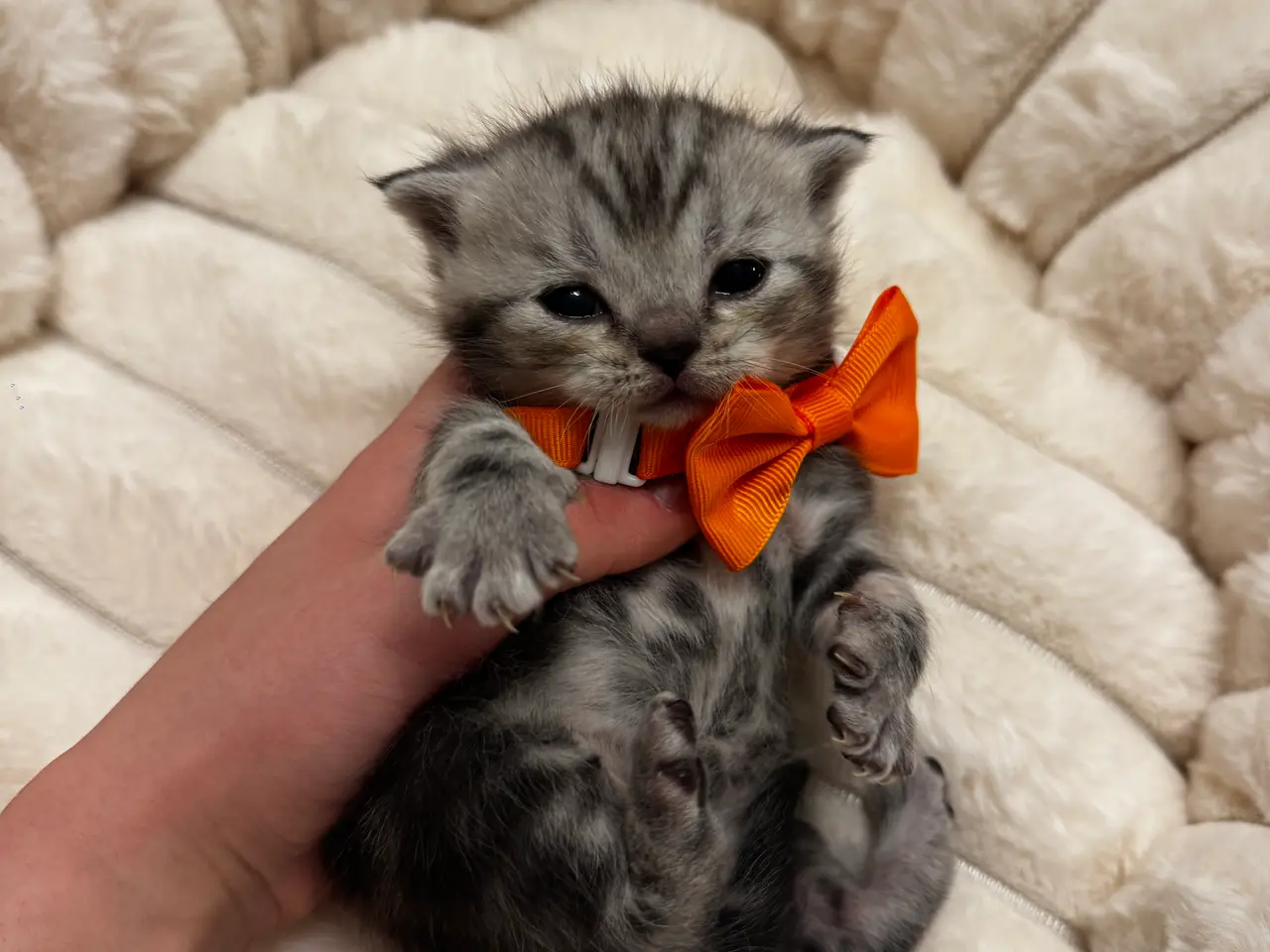 Billede 16 - Unikkeste British Shorthair Killinger til Salg