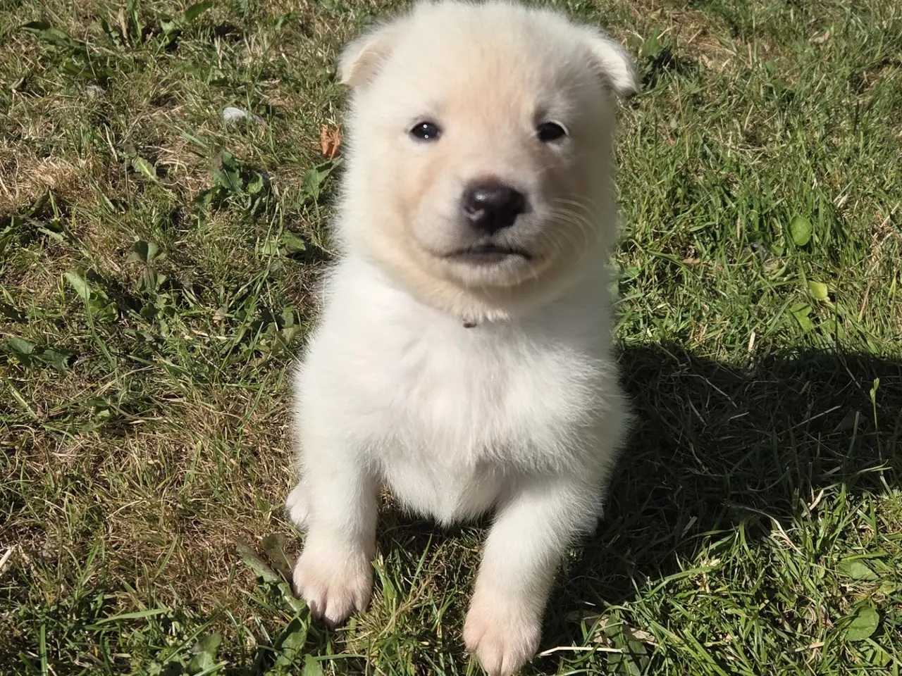Billede 11 - Siberian husky og samojede hvalpe sælges