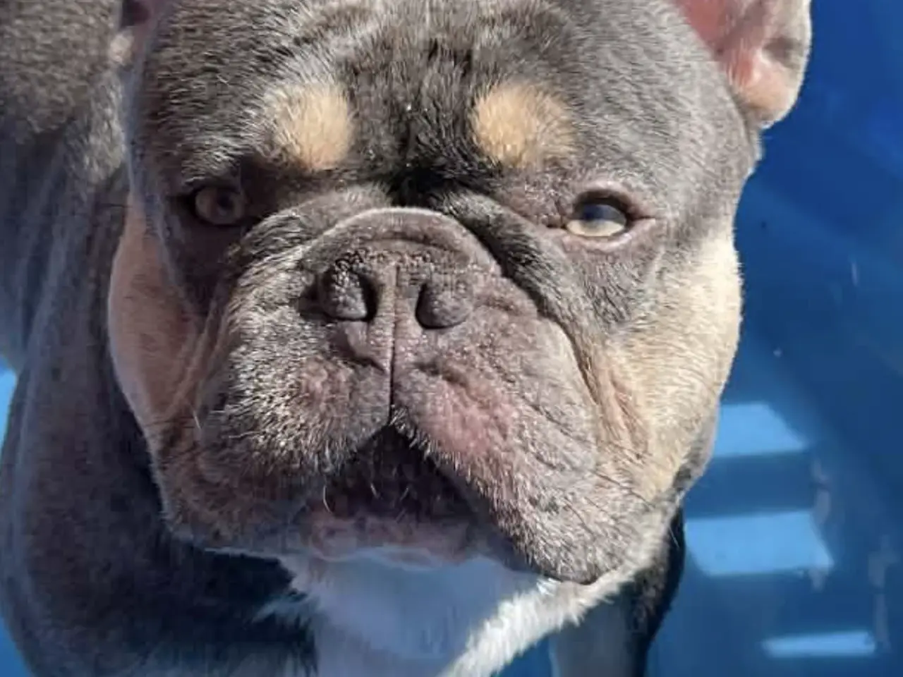 Billede 7 - Fransk bulldog hvalpe 🐶