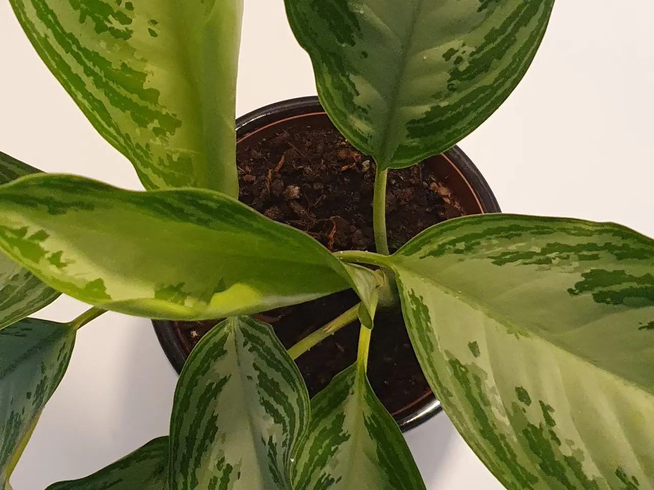 Billede 13 - stueplanter, grønne planter
