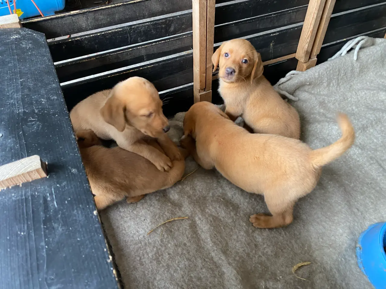 Billede 1 - Red FOX Labrador hvalpe sælges