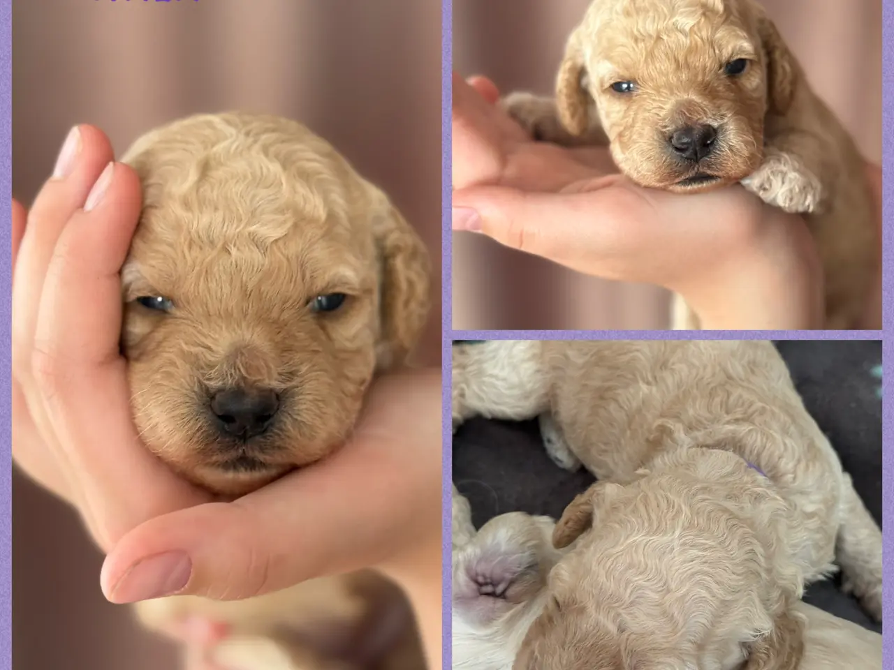 Billede 2 - Lækre Doodlehvalpe sælges 2 stk tilbage🐾🐾