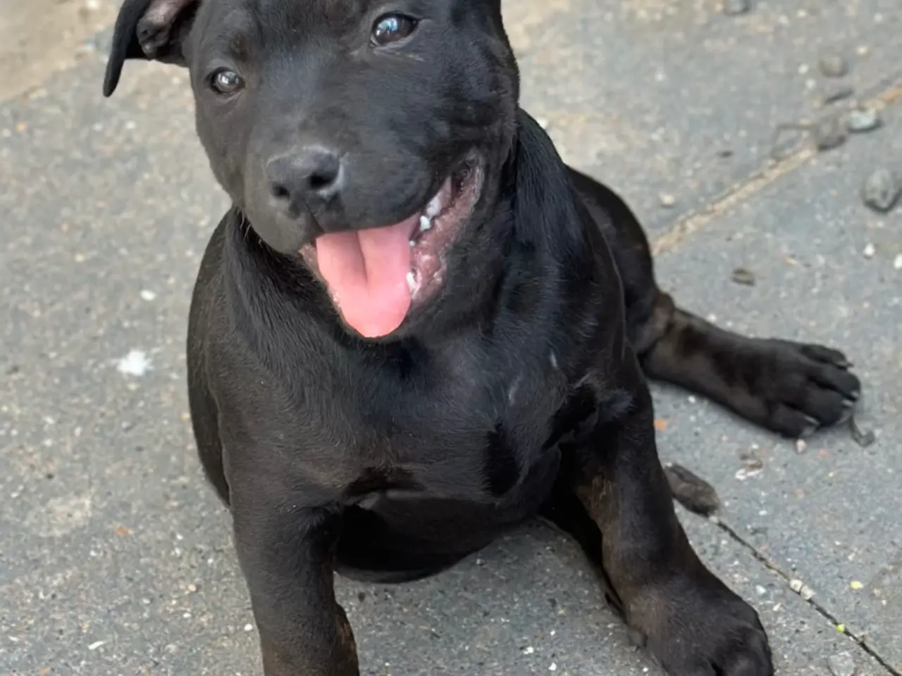 Billede 2 - Fantastiske staffordshire Bull terrier hvalpe🩵