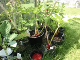 Kvan = biodiversitet.