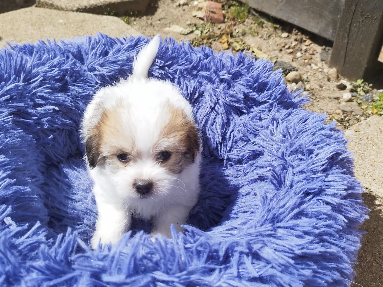 Billede 4 - Malteser/Coton de Tulear 