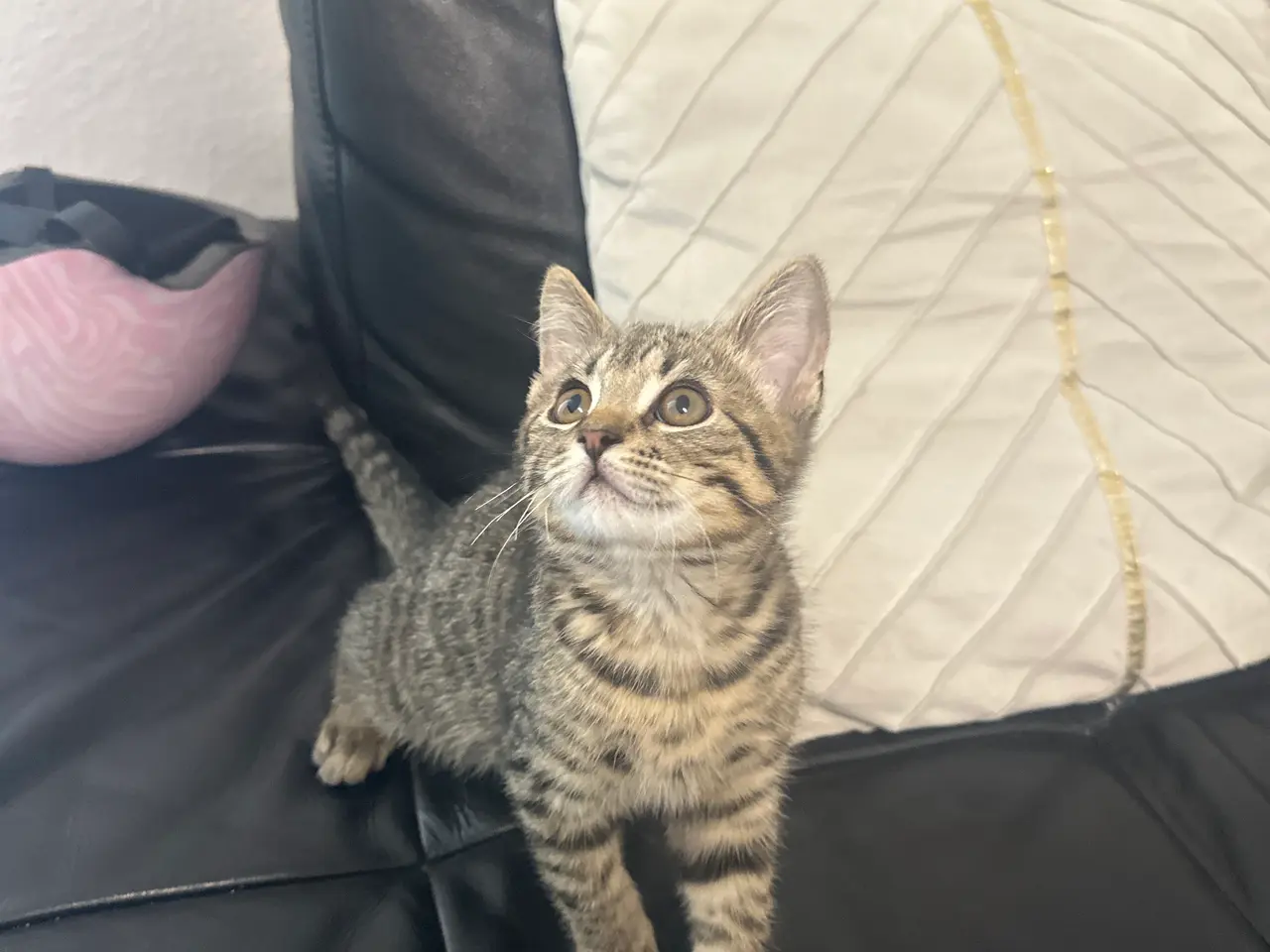 Billede 2 - katte killing