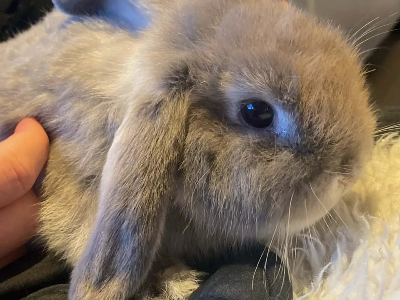 Billede 3 - Sødeste mini lop unge dreng