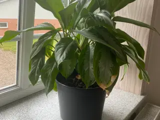 Planter