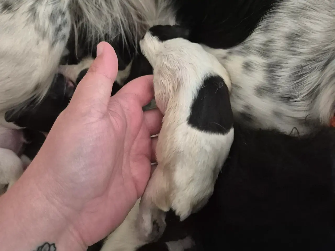 Billede 12 - FT. Engelsk springer spaniel Hvalpe sælges