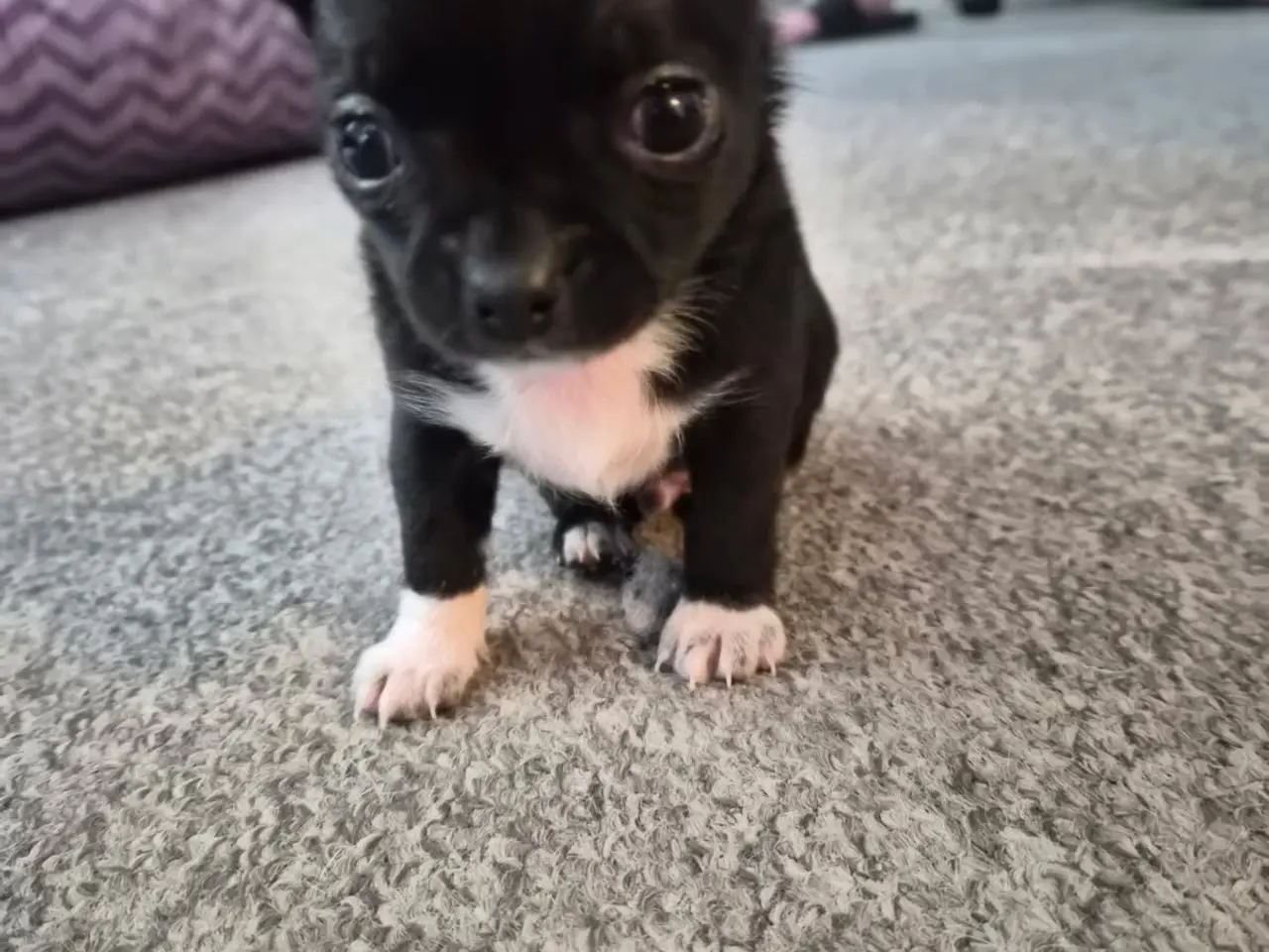 Billede 3 - Chihuahua dreng sælges